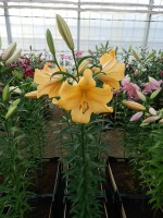 [3517 PO33 Morini No01.JPG]